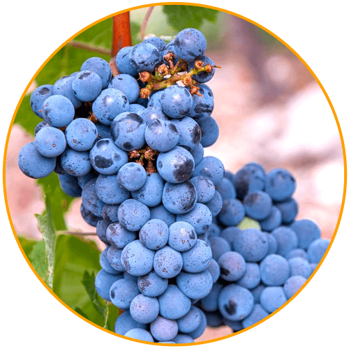 HemFX A Natural Solution For Hemorrhoids Relief