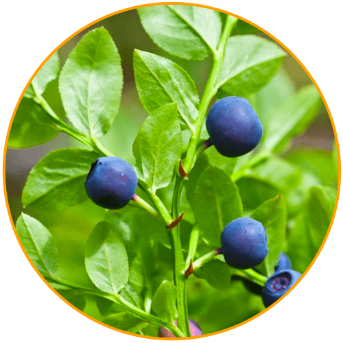 HemFX A Natural Solution For Hemorrhoids Relief